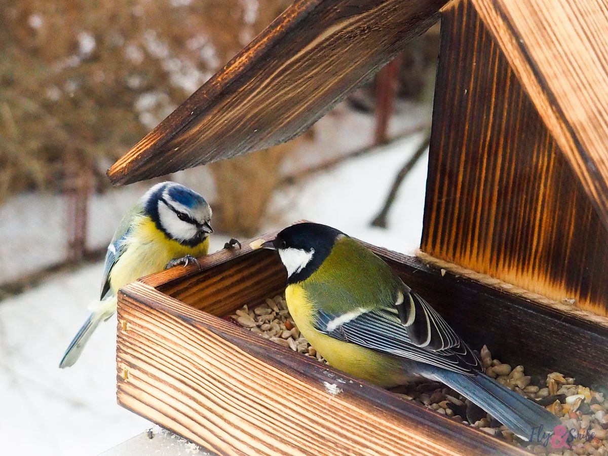 "The bird table" a modern-day parable