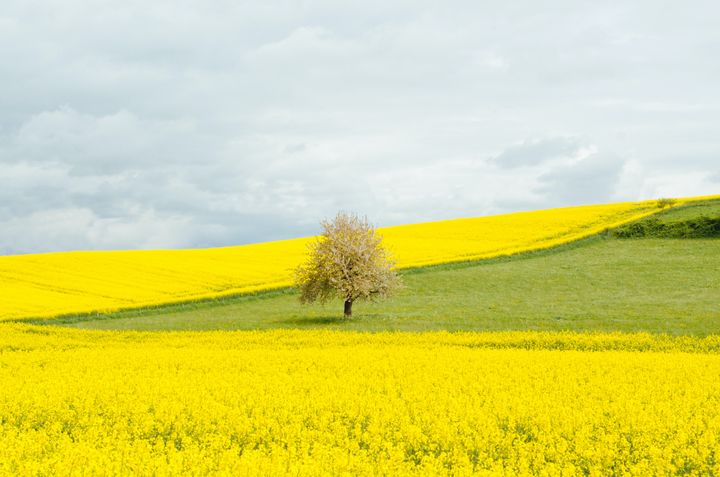 The Mustard Seed